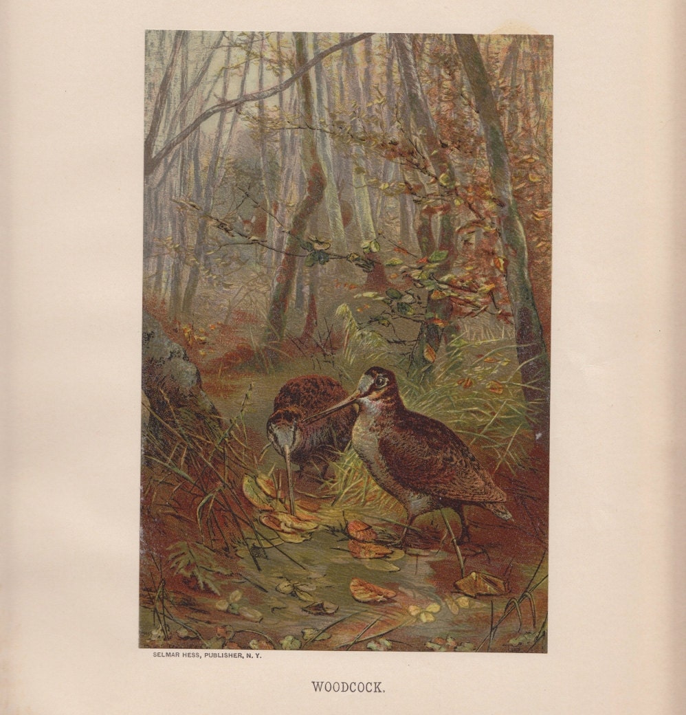 Antique Woodcock Bird Print Louis Prang 1885 Chromolithograph