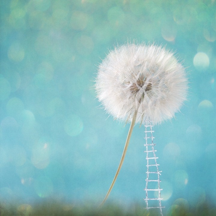 Dandelion Wish Harvest Giant Fairytale Fine Art Photograph Photo 8 x 8 inches Square