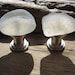 CLASSIC WHITE Beach Glass Cabinet KNOBS Sea Glass Cabinet Knobs Drawer Pulls