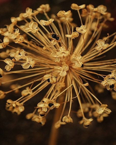 The Secret Life of Plants - A Fine Art Photograph of the Beautirul, architectural allium flower head  8x10
