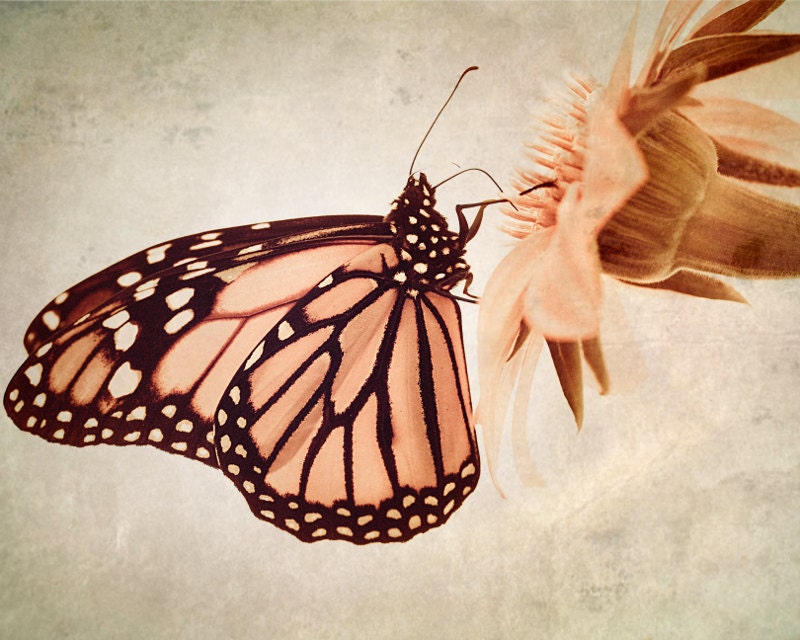 Butterfly Photo, pink -Time Enough - Fine Art Photograph