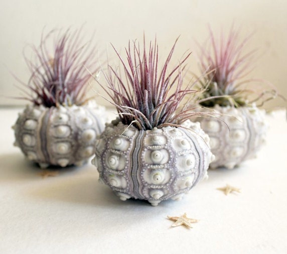 air plant urchin terrarium