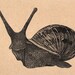Snail Art drawing on brown paper