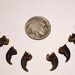 Lot Of 10 Genuine Raccoon Claws