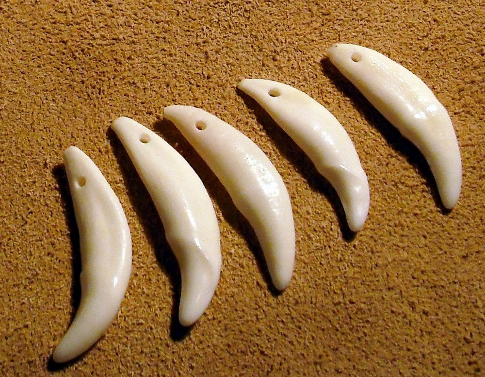 Lot of 2 Genuine Coyote Canine Teeth Drilled Beads / Pendants