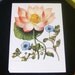 Large botanical book print East Indian Lotus