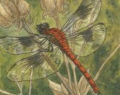 Summer Sale-Dragonfly Matted/Signed Giclee  Print - McNellyFineArts