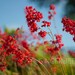Coral Bells 8"x12" Photograph on Metallic Paper with Laminate finish