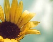 Sun Flower 2