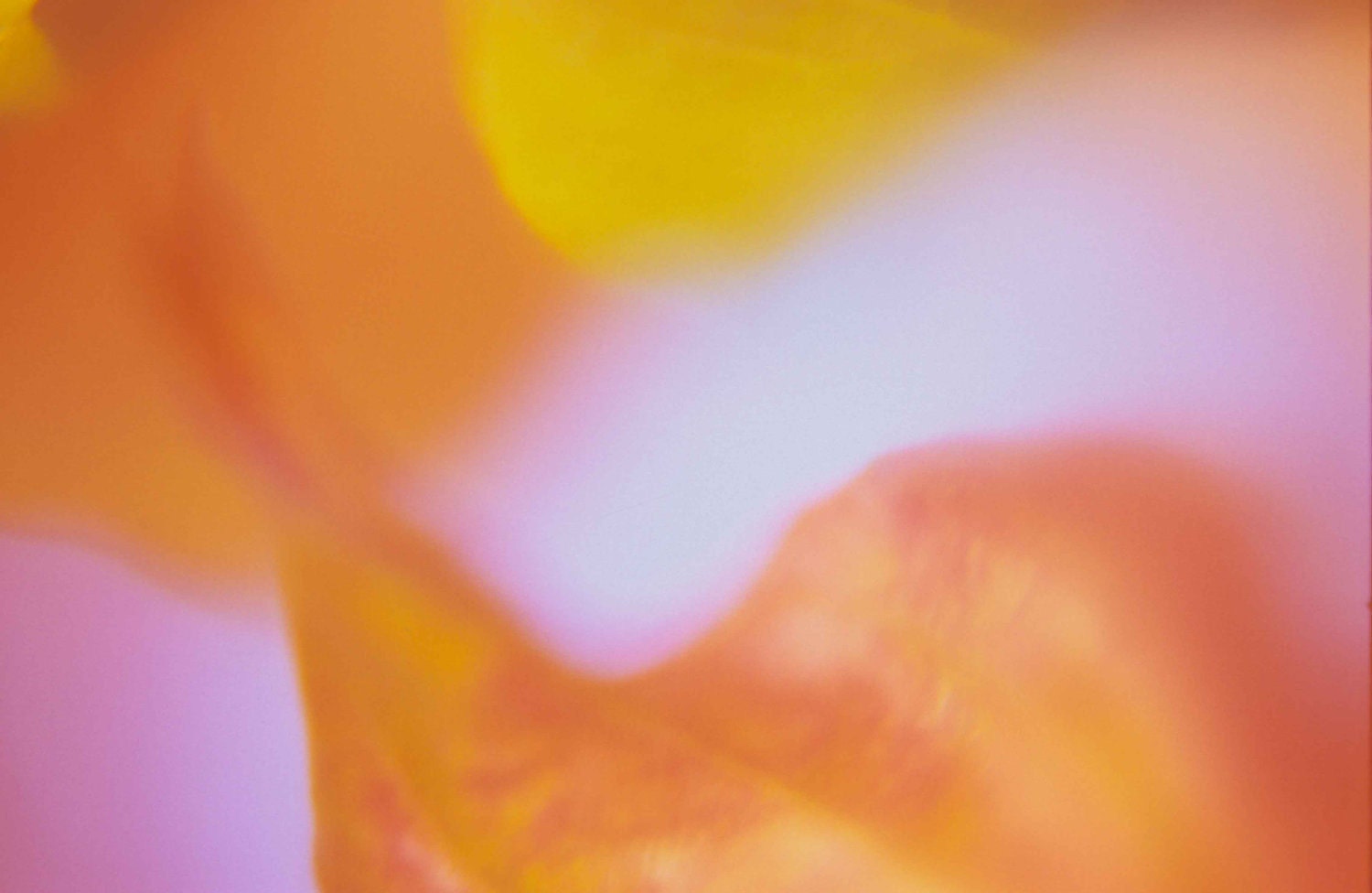 Fall Leaves Abstract