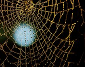 Web 1