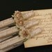 Wedding Escort Card Holders, Set of 10, Love Notes From Paris, French Script, Vintage, Shabby Chic Inspried, Wish Tag Clips