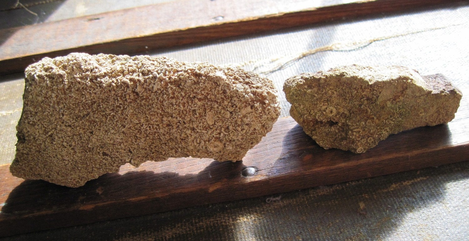 Crinoid Fossil Stones, Set of Two, Sea Lillies, Natural Finds, Nature Art, Terrarium and Aquarium Decoration, Rock