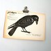 vintage paper shooting target: groundhog