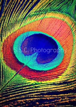 Peacock Feather. "Glam" 8.5x11inch Photo. Peacock. Feather. Bright. Colorful. Beautiful. Blue. Green. Gold. Orange. red. Bronze. mint. Bird