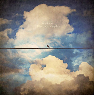 Bird Photo. Bird on Wire. "Cloudy Vintage Afternoon" Clouds. Blue Sky. Texture. vintage. for the home. white. silver. bird
