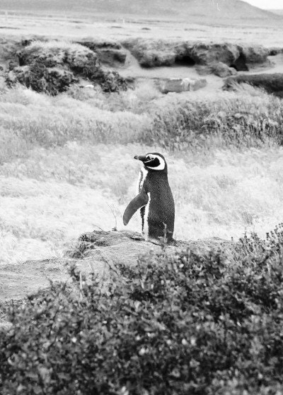 Timid Wandering Penguin from Argentina, 8x10 Fine Art Photograph