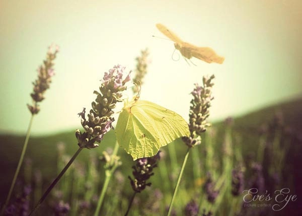 Butterfly Landing On Lavender flowers In The Chianti, Italy - 5x7 Wall Decor Photograph