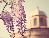 Purple Draping Flowers Of Rome, Italy - Spring Time In The Forum - Flower Photograph 8 x 8, Wall Art, Home Decor