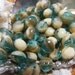Czech Glass Bead - SEAMIST- Turquoise Aqua Ivory, 6x8mm,12 ea