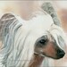 CHINESE CRESTED Dog 15x11 Signed Watercolor Art Print