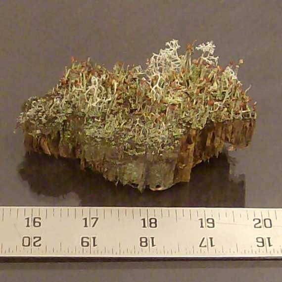 lichen specimens