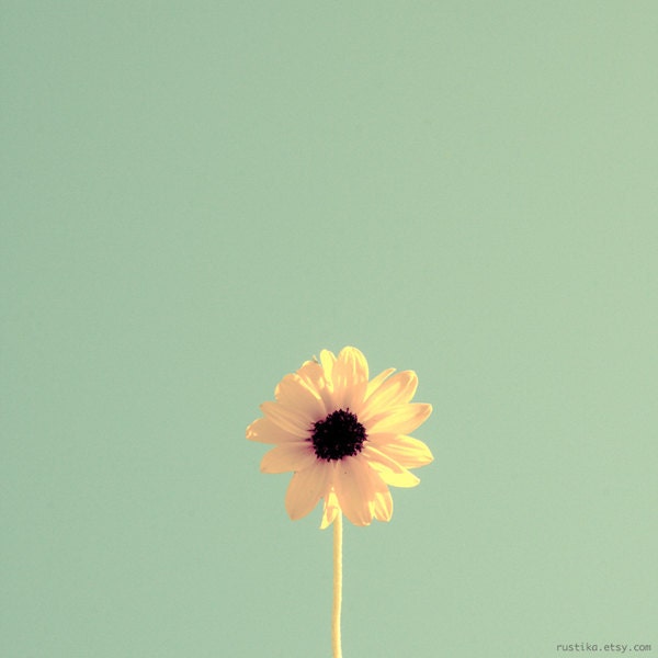 Spring Shabby Sunflower Photography Print - Simplicity 10x10