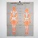 Vintage Anatomical Chart - Comparison of Male and Female Structure