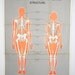 Vintage Anatomical Chart - Comparison of Male and Female Structure