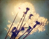 Dandelion Photography, Shabby Chic Picture of Dandelions, Flower Photography,  Aqua Blue & White Nursery Wall Art, Wildflower, 8x10 Print