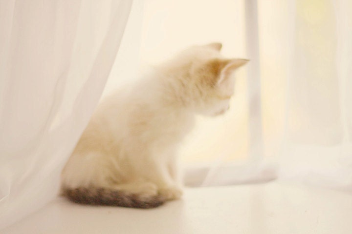 Kitten Photography, Shabby Chic Nursery Decor, Baby Animal Print, Cream & White Wall Art, Monochromatic, dreamy little girl's room art 8x12