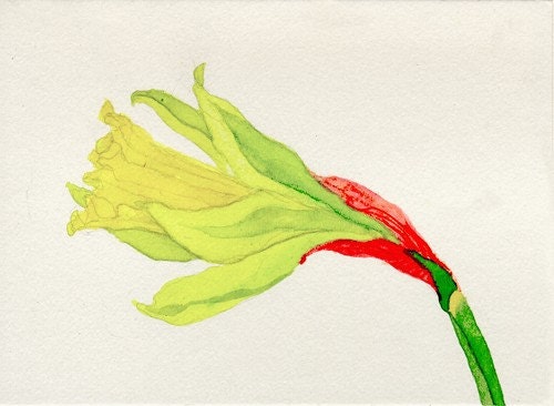 Single Daffodil, original watercolor