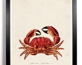 The Red Crab Antique Illustration  8 x 10 Giclee Art Print Upcled Collage Recycled Book Art Buy 2 Get 1 FREE
