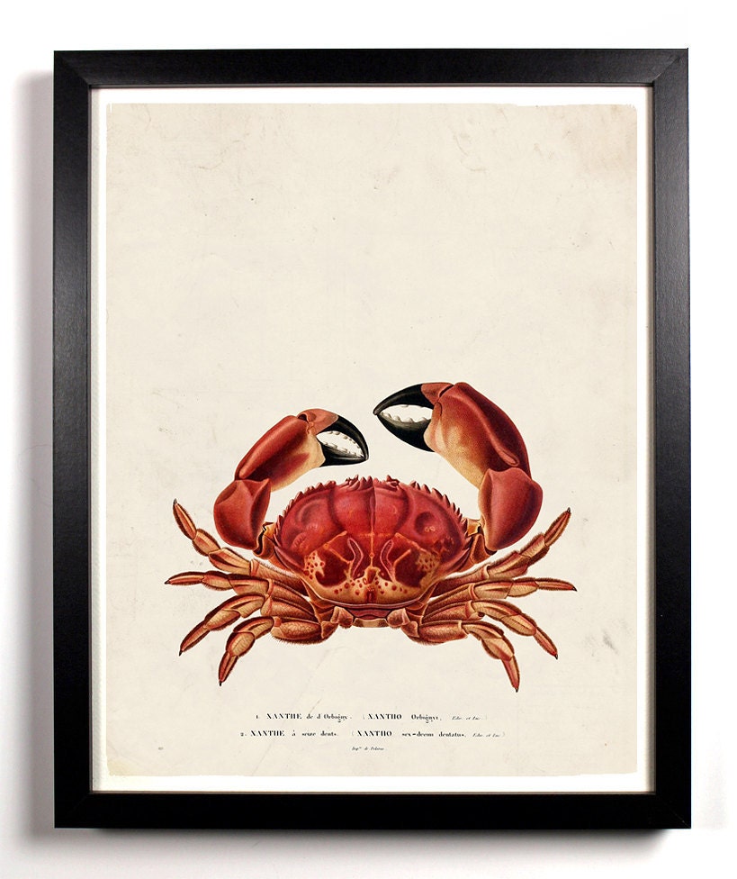 The Red Crab Antique Illustration  8 x 10 Giclee Art Print Upcled Collage Recycled Book Art Buy 2 Get 1 FREE