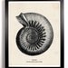 The Black And White Sea Shell Antique Illustration  8 x 10 Giclee Art Print Upcled Collage Recycled Book Art Buy 2 Get 1 FREE