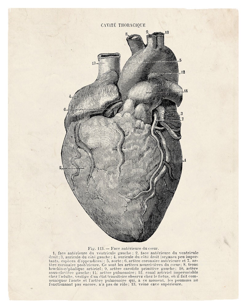 The Human Heart Anatomy Antique Illustration  8 x 10 Giclee Art Print Upcled Collage Recycled Book Art Buy 2 Get 1 FREE