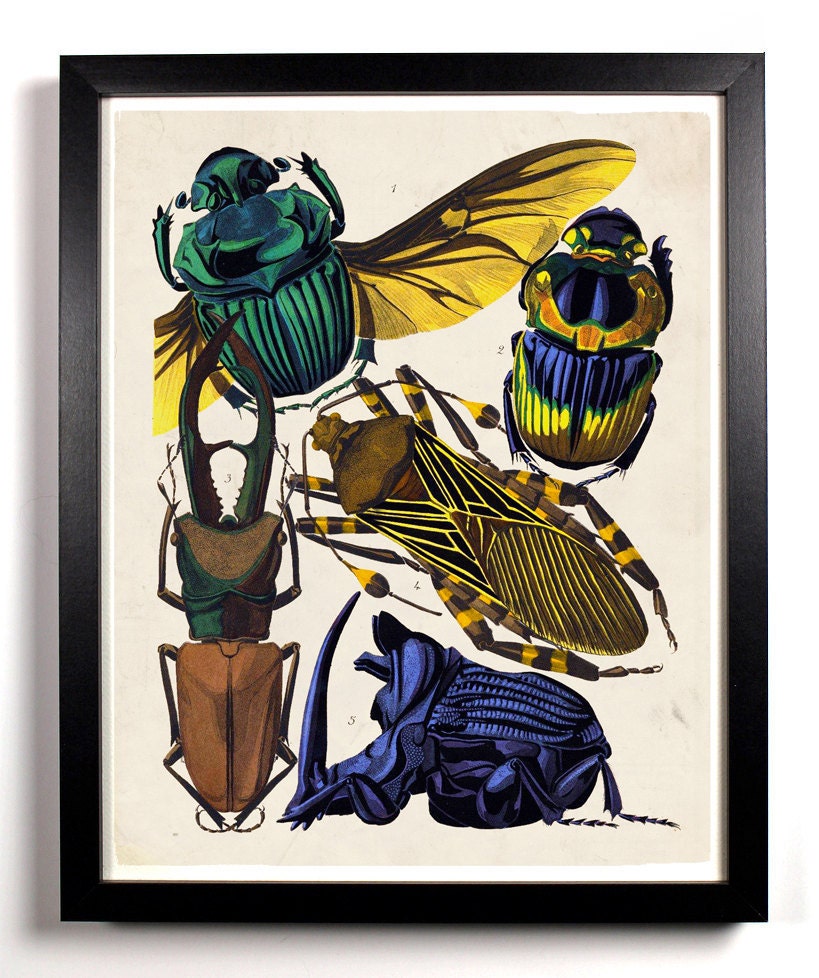 The Insect Collection 1 Horns Antique Illustration  8 x 10 Giclee Art Print Upcled Collage Recycled Book Art Buy 2 Get 1 FREE