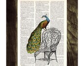 Peacock taking a break Print on Vintage Dictionary Book altered art dictionary page illustration book print  art