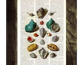 Book print Shell collage VIII Print on Vintage Dictionary Book illustration beautifully upcycled dictionary page book art printart art