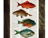 Vintage Book Print Dictionary or Encyclopedia Page Print- Book print Vintage  fishes Print on Vintage Dictionary Bookart art