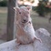Cruelty Free - Specimen - Maxwell - Mounted Anthropogenic Rodent Mouse - Apricot and White Bi-Colored Creature