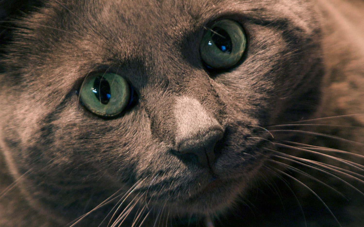 Grey Person - Grey cat Green-eyed cat Cat face Animal Art Art photography Photography 5x7 Greeting Cards.