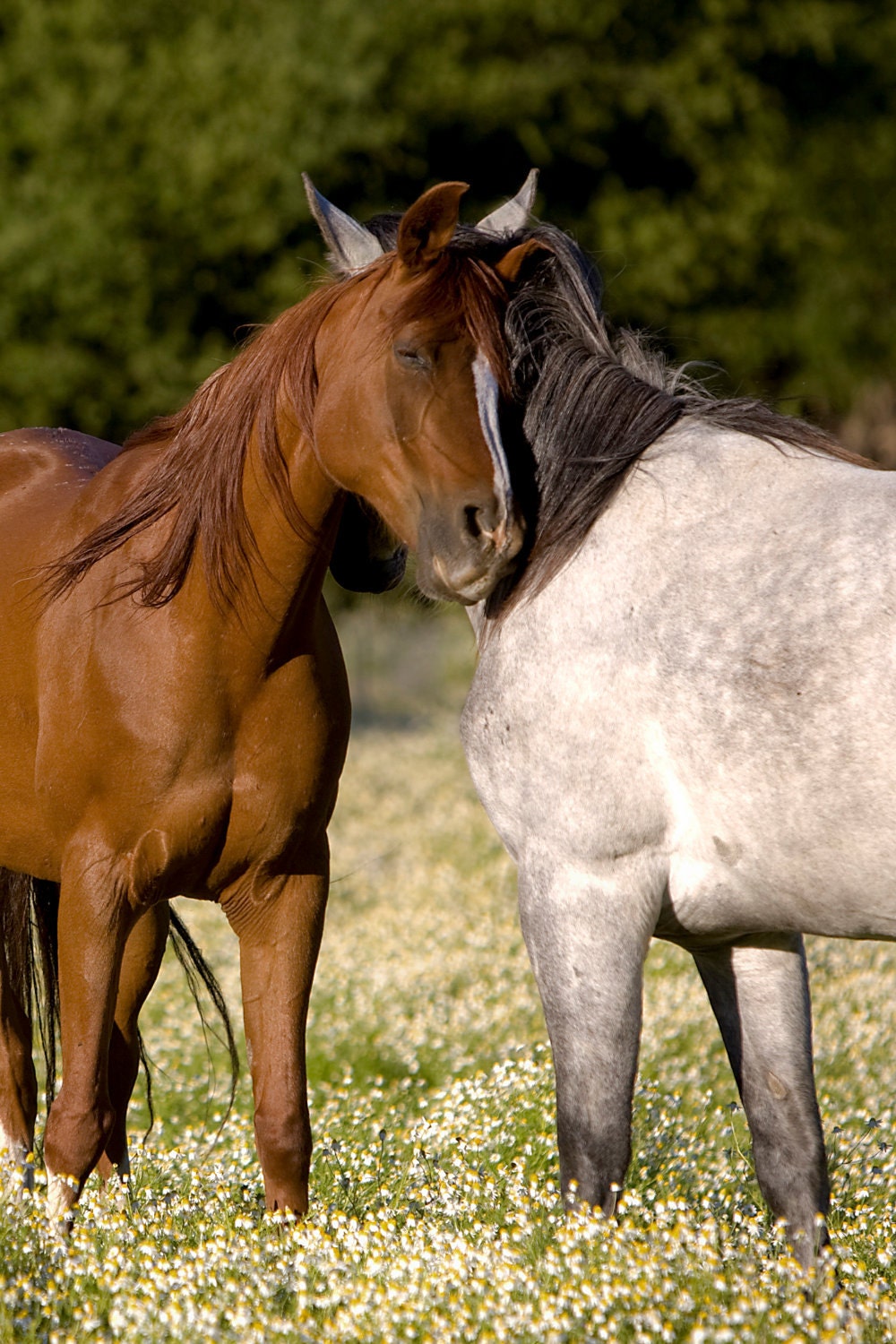 Items similar to Horsey Snuggle Equine Horse Funny Cute horse photo