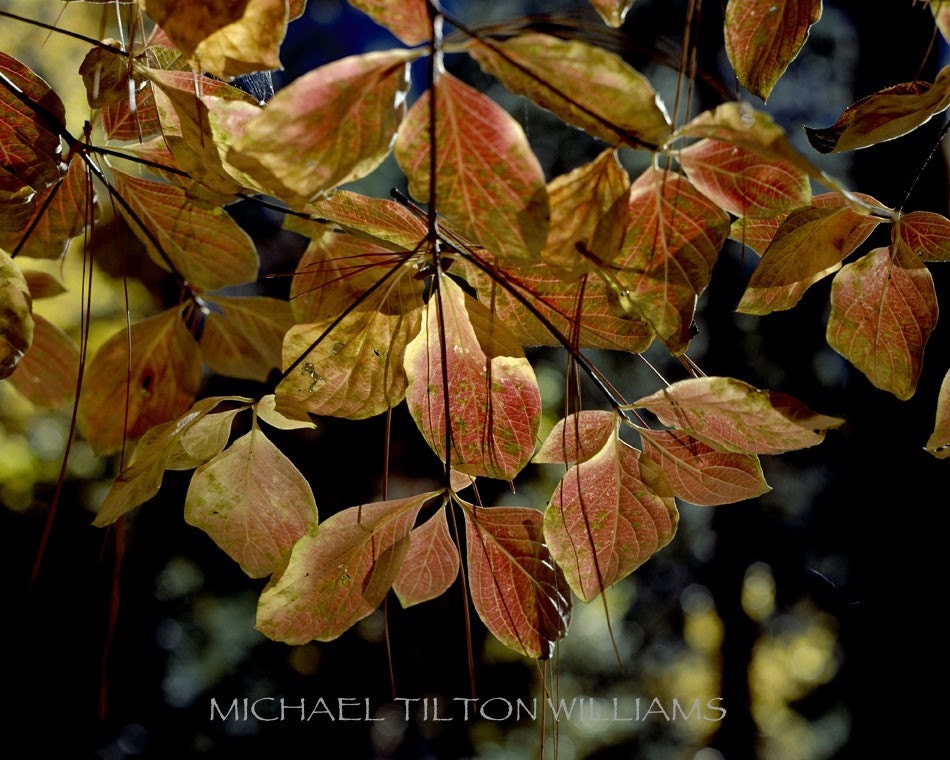 Yosemite Valley Dogwood, 16x20 Ultrachrome K3 Archival Print