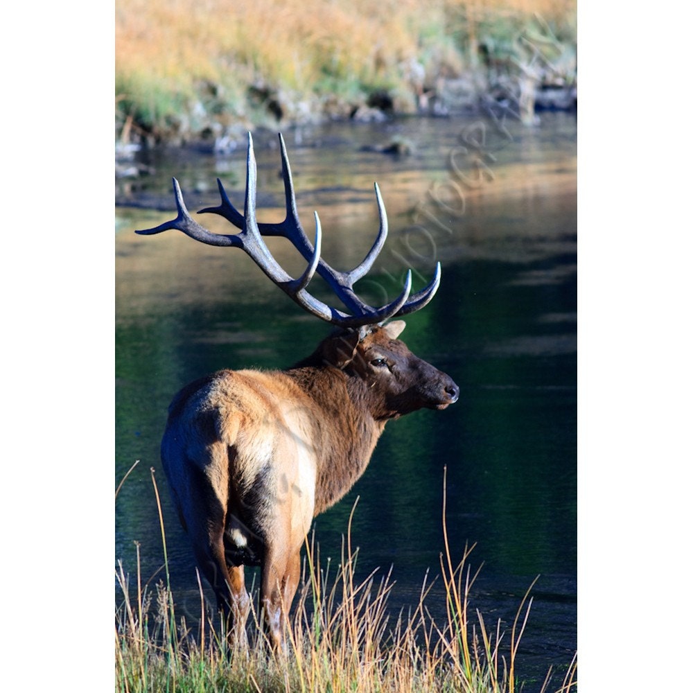 Elk - Limited Edition Photo - 12x16" Matted