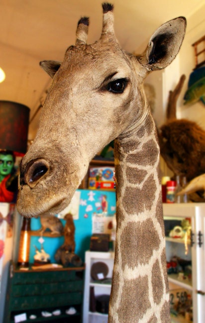 Antique Taxidermy Giraffe