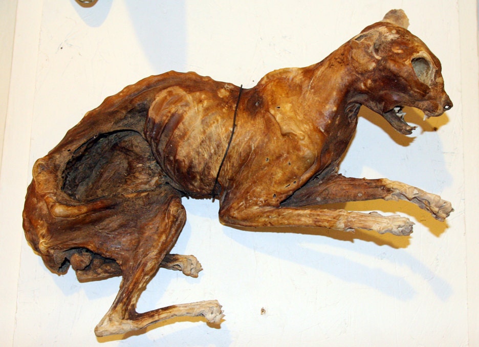 Mummified Domestic Cat