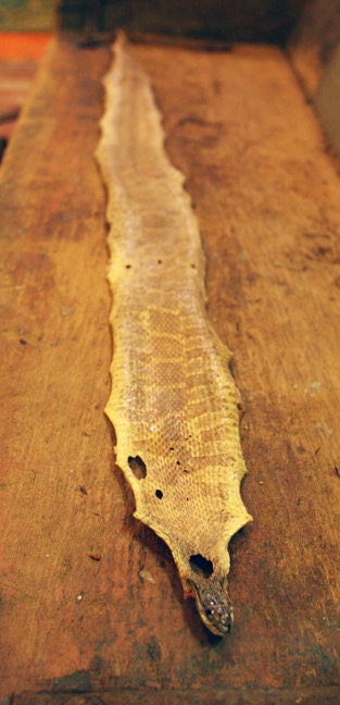 Snake Skin