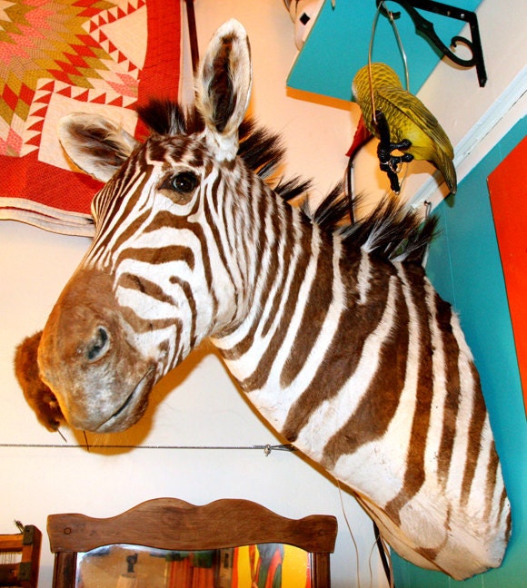 Vintage Taxidermy Zebra Mount