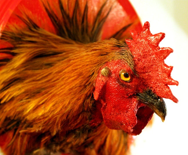 Taxidermy Hen Shoulder Mount